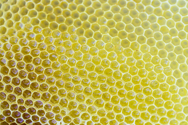 istock Hexagonal honeycombs filled with fresh honey as a background or a backdrop 972301414