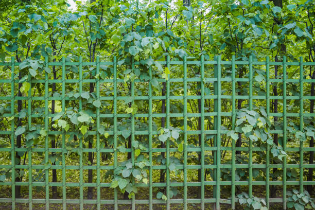 istock Metal checkered fence overgrown with vegetation as a background or backdrop 972301882