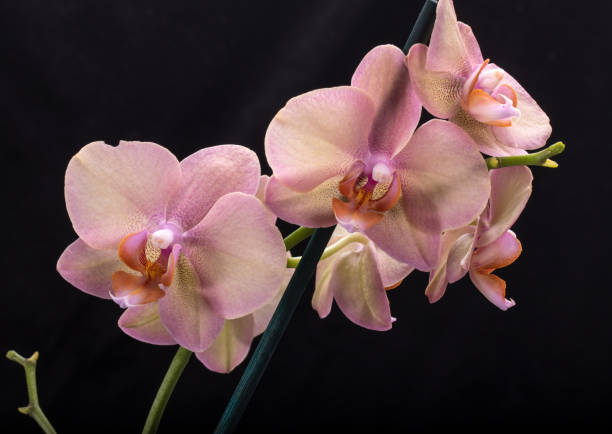 istock Pastel orchid flower isolated on black background 972305704