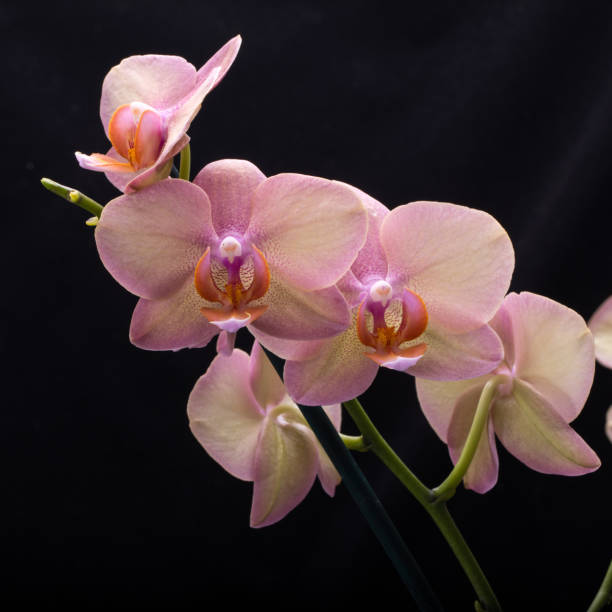 istock Pastel orchid flower isolated on black background 972307052