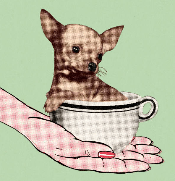 illustrations, cliparts, dessins animés et icônes de chihuahua dans coupe de femme à la main - chihuahua stroking pets human hand