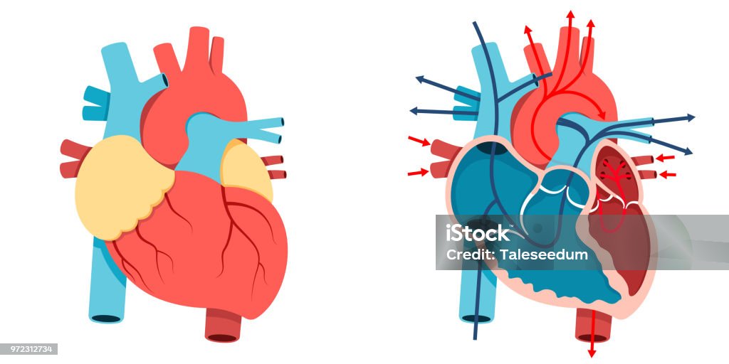 Human heart and Blood flow Vector Illustration, Human heart and Blood flow of  human heart Anatomy stock vector