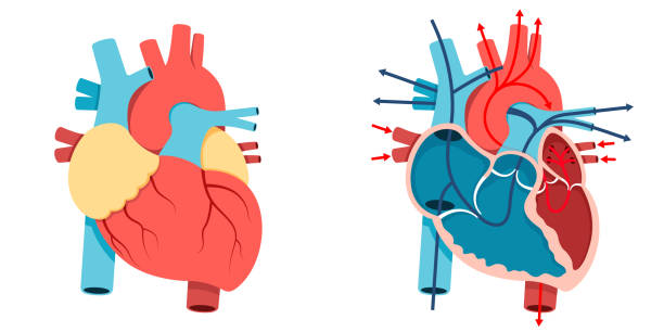 Human heart and Blood flow Vector Illustration, Human heart and Blood flow of  human heart body part stock illustrations