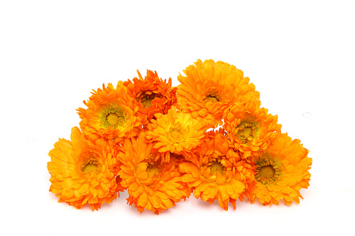 Pictured flower head of calendula in a white background.