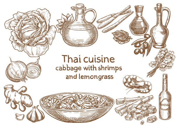 Thai cuisine. Cabbage with shrimps and levjngrass ingredients vector sketch. Thai cuisine. Cabbage with shrimps and levjngrass ingredients vector sketch. white cabbage stock illustrations