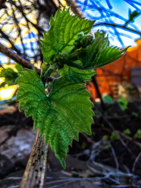 Grape leaves in spring under a canopy