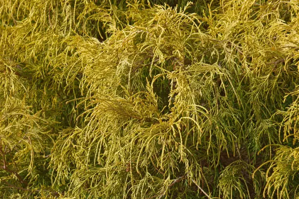 Gold dwarf threadleaf false cypress (Chamaecyparis pisifera Filifera Aurea Nana)
