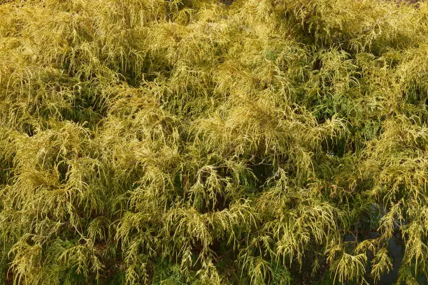 Gold dwarf threadleaf false cypress (Chamaecyparis pisifera Filifera Aurea Nana)