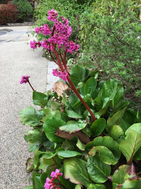 istock Bergenia plants in flower - May 2018 972331398