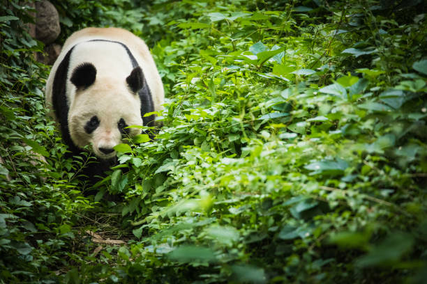 giand 팬더 곰입니다. 중국 야생 동물입니다. - panda giant panda china eating 뉴스 사진 이미지