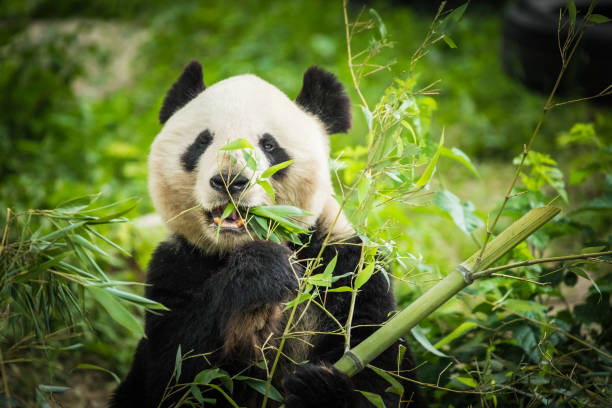 panda bear che mangia germogli di bambù - panda outdoors horizontal chengdu foto e immagini stock