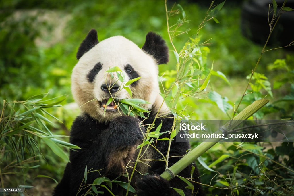 Panda Bear Eating Bamboo Shoot Stock Photo - Download Image Now - Panda - Animal, Bamboo - Plant, Giant - Fictional Character - iStock Panda Bear Eating Bamboo Shoot Stock Photo - Download Image Now - Panda - Animal, Bamboo - Plant, Giant - Fictional Character - iStock