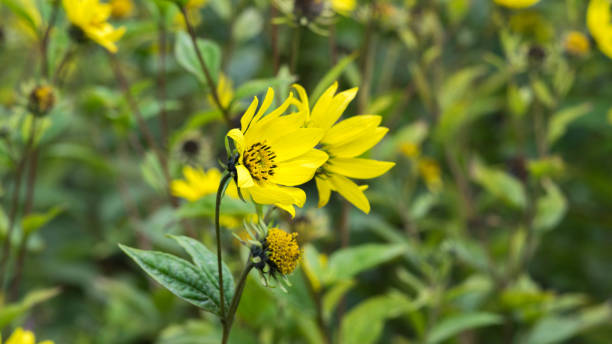 istock Common Ragwort Senecio jacobaea - beautiful yellow flower closeup macro 972336568