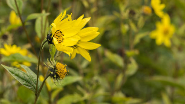 istock Common Ragwort Senecio jacobaea - beautiful yellow flower closeup macro 972336624
