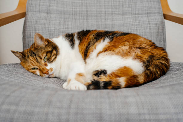 istock Cute cat sleeping on armchair 972336824