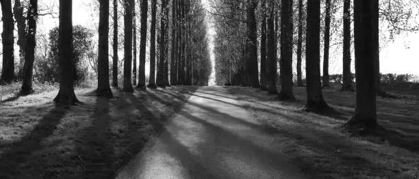 black and white panorama of road in forest between straight line planted trees monochrome