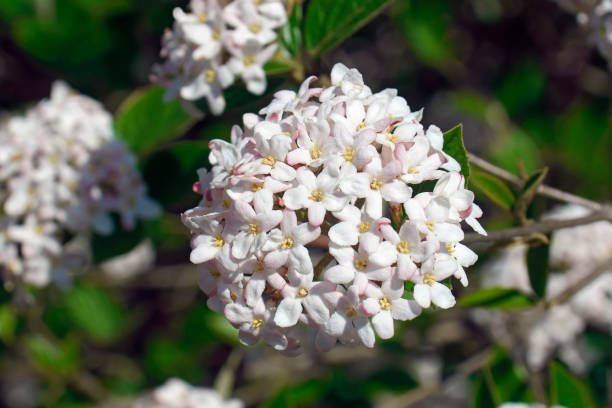 Mohawk viburnum flowers. Mohawk viburnum (Viburnum x Burkwoodii Mohawk). One of hybrids between Viburnum carlesii and Viburnum utile. viburnum stock pictures, royalty-free photos & images