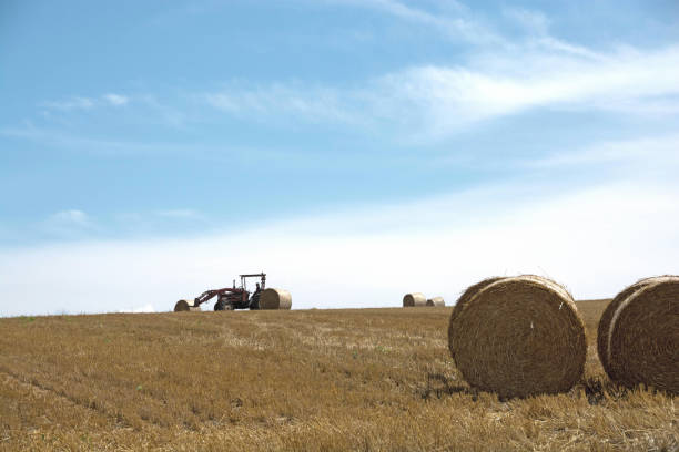istock Hay Bales ageinst Blue Sky in Biei 972341920