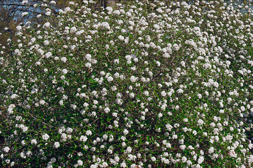 Mohawk viburnum (Viburnum x Burkwoodii Mohawk). One of hybrids between Viburnum carlesii and Viburnum utile.
