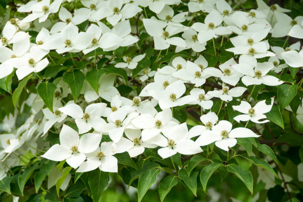 istock White Flower Blooming Outdoors 972344066