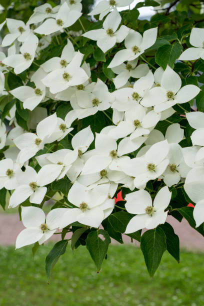 istock White Flower Blooming Outdoors 972344084