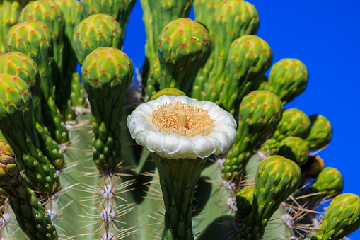 A single white flower blooms on top of  a giant saguaro cactus (carnegiea gigantea) in Arizona's Sonoran desert. Behind it are rows of unopened flower buds, with the deep blue desert sky in the background.