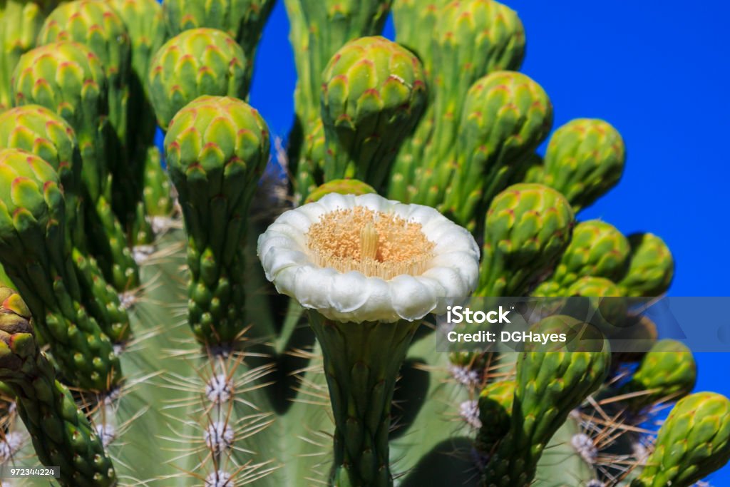 Foto de Única Flor Branca No Cacto Saguaro Com Fileiras De Botões Fechados  Atrás Céu Azul Em Fundo e mais fotos de stock de Amarelo - iStock