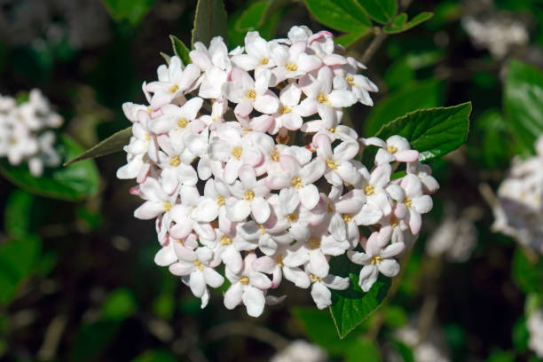 mohawk viburnum flowers. - viburnum imagens e fotografias de stock