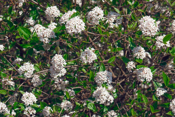 Mohawk viburnum flowers. Mohawk viburnum (Viburnum x Burkwoodii Mohawk). One of hybrids between Viburnum carlesii and Viburnum utile. viburnum stock pictures, royalty-free photos & images