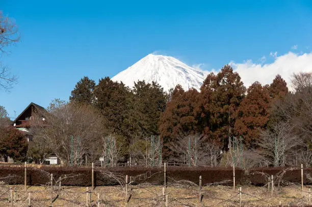 Beautiful view of Mount Fuji behind trees in winter with blue sky and white clouds. Hiromi Park in Fuji City, Japan.