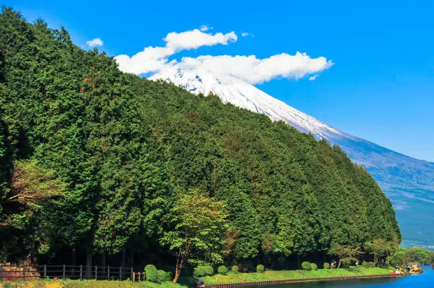 Forest at Tanuki lake. In the background hidden Mount Fuji. Beautiful blue sky day and white clouds.