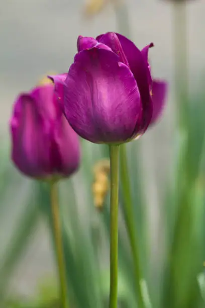 A photo of purple tulips in Central Park in New York City.