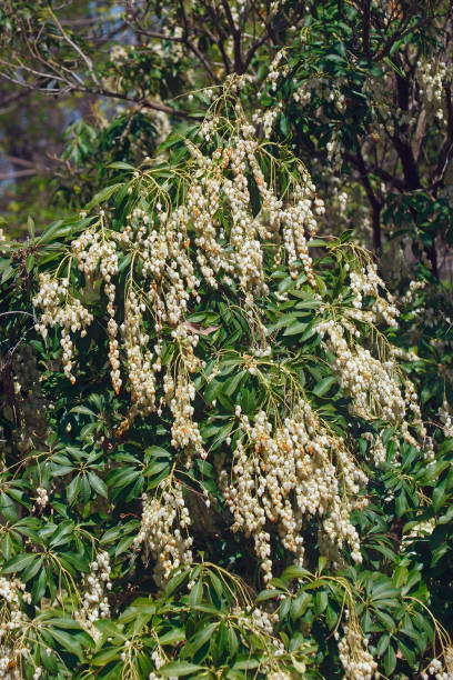 istock Japanese andromeda tree in blossom. 972355670
