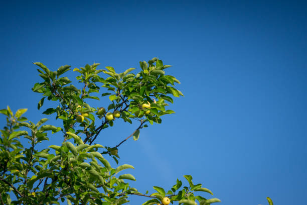 istock Sunny apple tree top, ripe fruits on branches, blue sky background. 972357984