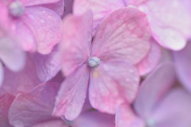 istock Macro texture of purple hydrangea flowers 972365528
