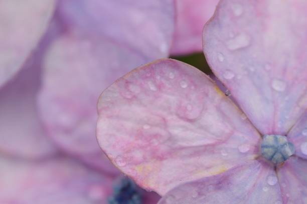 istock Macro texture of purple hydrangea flowers 972366868