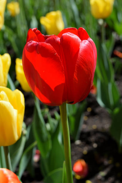 istock Red Tulips on  Abstract Backgrounds 972369572