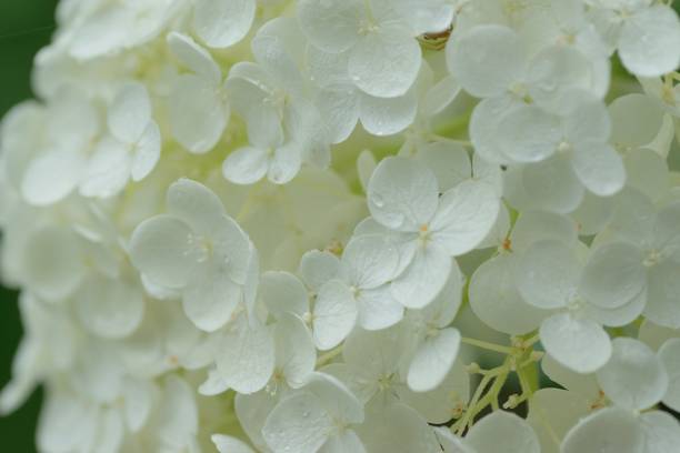 istock Macro texture of white hydrangea flowers 972369574
