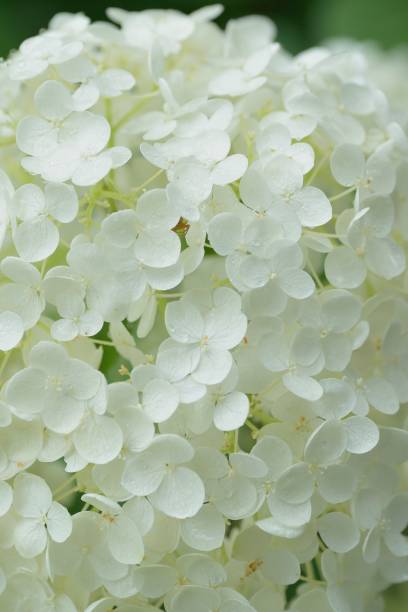 istock Macro texture of white hydrangea flowers 972369604