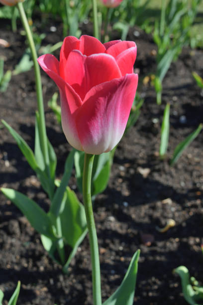 istock Pink Tulip on  Abstract Backgrounds 972381848