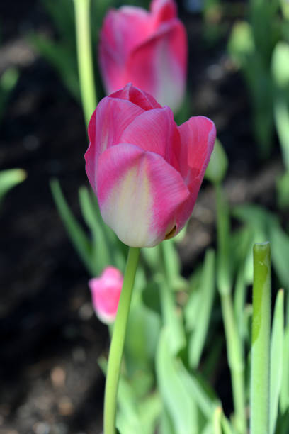 istock Pink Tulip on  Abstract Backgrounds 972381854