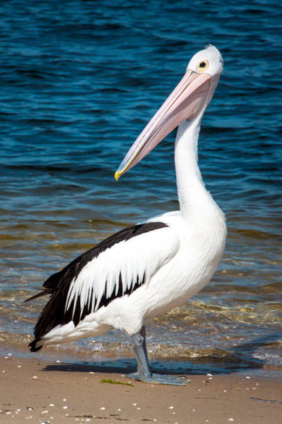 Pelicans outside during the day time.