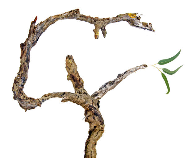 istock Close up of dry branch 972386530