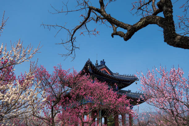 istock Red Plum Blossoms And the Ancient Pavilion in Spring 972400524