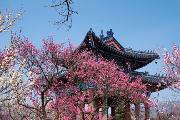 istock Red Plum Blossoms And the Ancient Pavilion in Spring 972400536