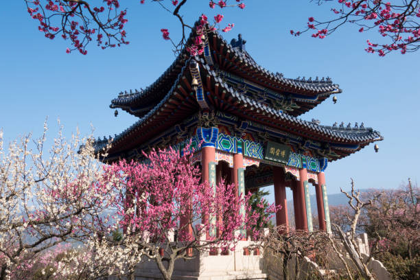 istock Red Plum Blossoms And the Ancient Pavilion in Spring 972400568