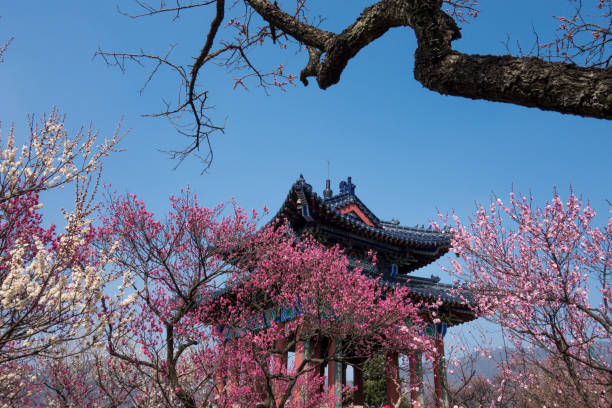 istock Red Plum Blossoms And the Ancient Pavilion in Spring 972400596