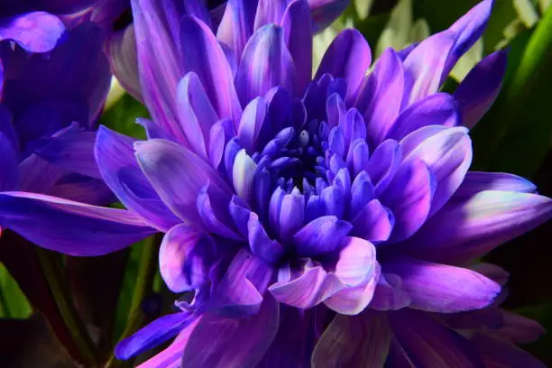 Purple and blue flower close-up