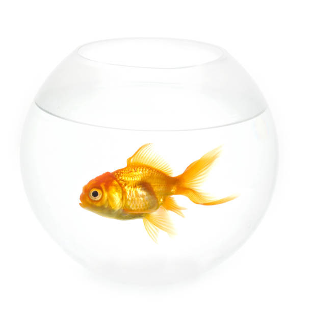 istock Goldfish in a bowl 97241911
