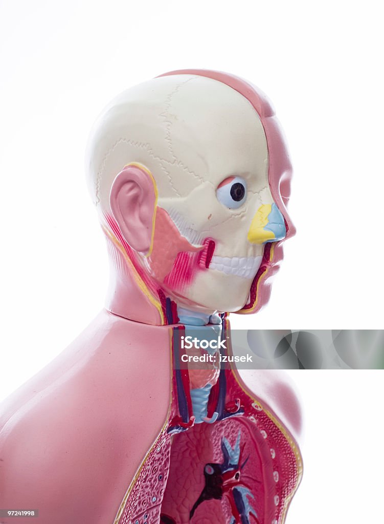 Unissexo Manequine Modelo Anatómico - Royalty-free Anatomia Foto de stock